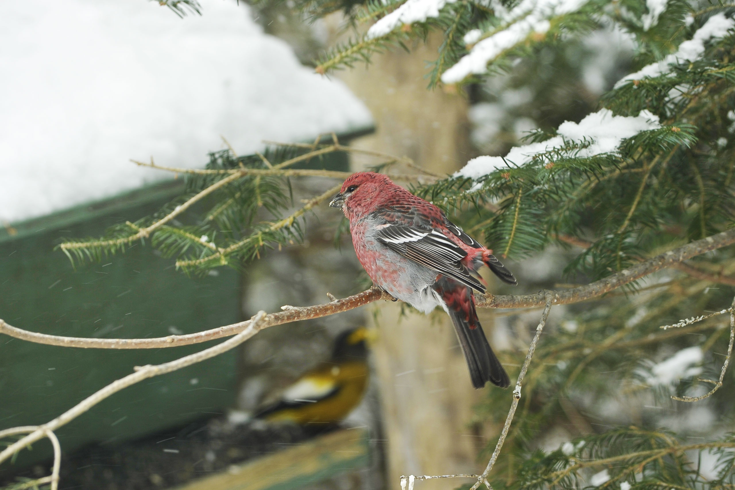 Evening grosbeak